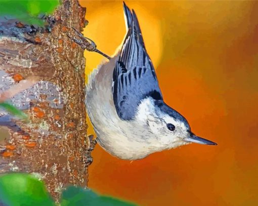 White Breasted Nuthatch paint by numbers