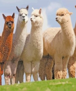 Wild Alpacas Animals paint by numbers