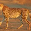 Wild Animal Cheetah paint by numbers