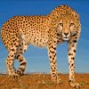 Wild Cheetah paint by numbers