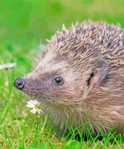 Wild Hedgehog paint by numbers