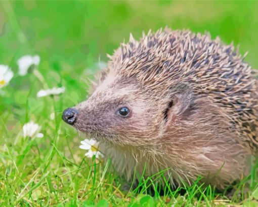 Wild Hedgehog paint by numbers