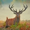 Wild Stag Animal paint by number