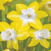 Yellow Daffodil paint by numbers