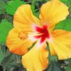 Yellow Hibiscus paint by numbers