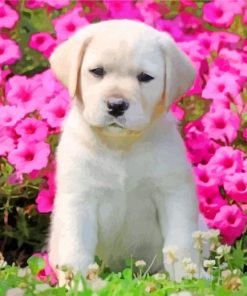 Labrador With Pink flowers paint by numbers