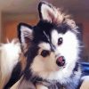 Adorable Pomsky Dog paint by numbers