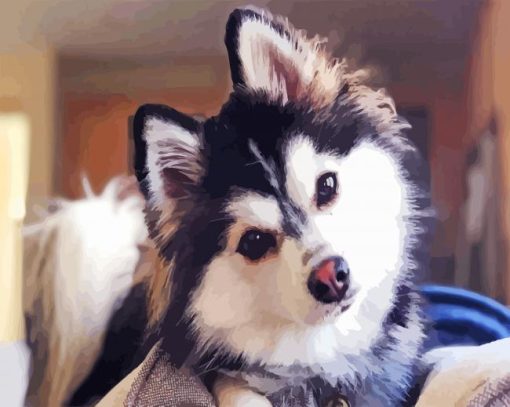 Adorable Pomsky Dog paint by numbers