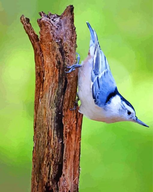 Aesthetic Nuthatch paint by numbers