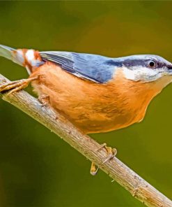 Aesthetic Nuthatch Bird paint by numbers