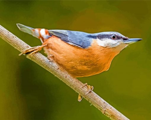 Aesthetic Nuthatch Bird paint by numbers