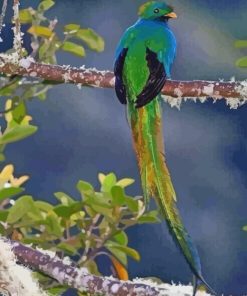 aesthetic-Quetzal-bird-paint-by-numbers