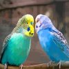 Aesthetic Two Parakeet Birds paint by numbers