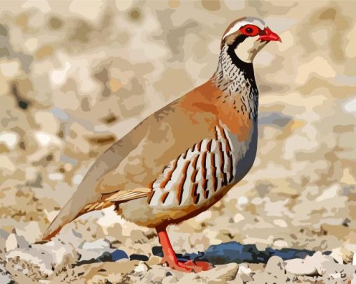 Aesthetic Partridge Bird Animal paint by numbers