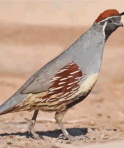 aesthetic-quail-bird-paint-by-numbers