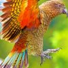 Animal Kea Bird paint by numbers