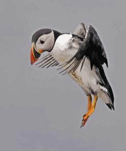 atlantic-puffin-paint-by-numbers