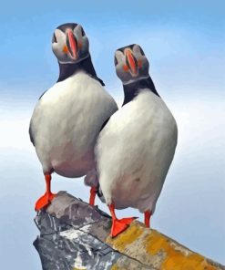 atlantic-puffins-paint-by-numbers