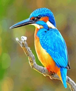 Bird Kingfishers paint by numbers