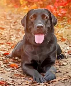 Labrador Retriever Black Dog paint by numbers