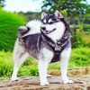 Black And White Pomsky paint by numbers