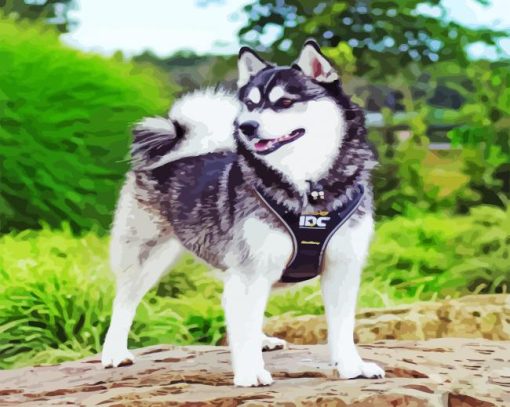 Black And White Pomsky paint by numbers