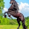 Black Friesian Horse paint by numbers