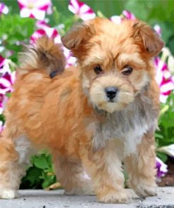 Blonde Morkie Dog paint by numbers