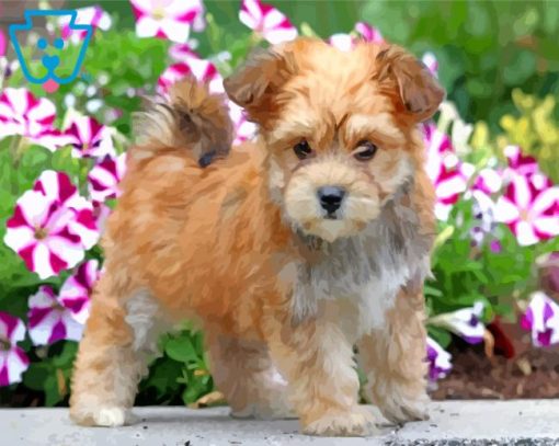 Blonde Morkie Dog paint by numbers