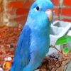 Blue Parrotlet paint by numbers