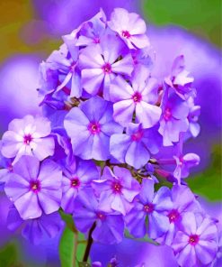 Phlox Paniculata Blue Flower paint by numbers