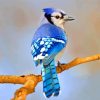 blue-jay-bird-paint-by-numbers