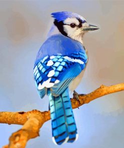 blue-jay-bird-paint-by-numbers