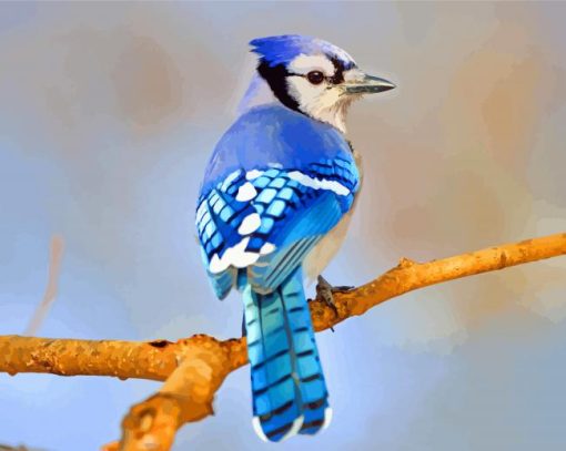 blue-jay-bird-paint-by-numbers