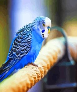 Blue Parakeet paint by numbers