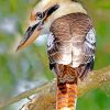 Brown Kookaburra paint by numbers