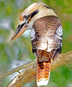 Brown Kookaburra paint by numbers