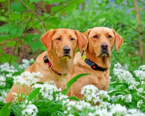 Brown Labrador Retrievers Dogs paint by numbers