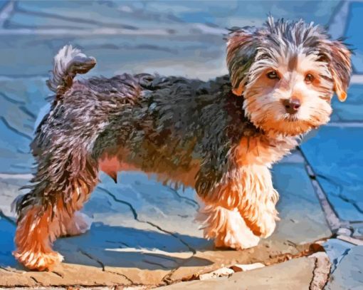 Brown Morkie Puppy paint by numbers