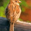 Brown Passer Bird paint by numbers