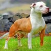 Brown And White Pitbull paint by numbers