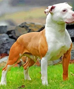 Brown And White Pitbull paint by numbers