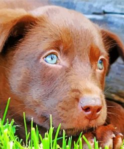 Brown Kelpie paint by numbers