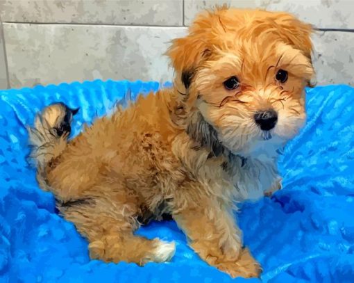 Brown Morkie Puppy paint by numbers