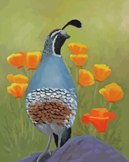 california-quail-paint-by-numbers