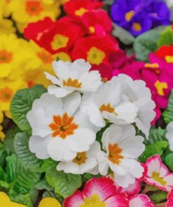 Colorful Primroses paint by numbers