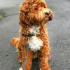 Cute Labradoodle paint by numbers