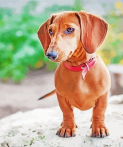 Dachshund Puppy Dog paint by numbers