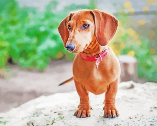 Dachshund Puppy Dog paint by numbers