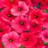 Dark Pink Petunias Flowers paint by numbers